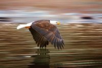 aguila