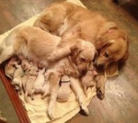 familia canina