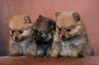 puppies 2