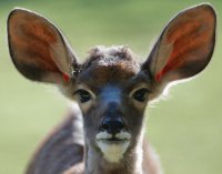 antilope