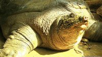 toryuga caguama