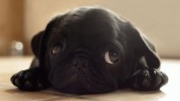 perrito