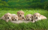perritos