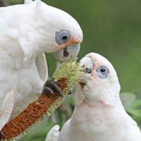 aves