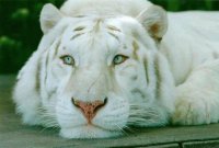 Tigre albino