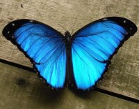 Mariposa