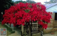 Flor de navidad