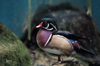 Pato