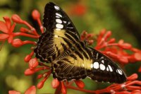 Mariposa