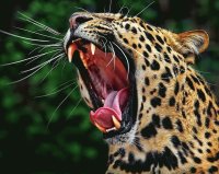 Leopardo