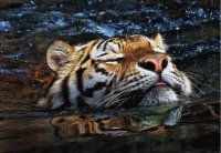 Tigre
