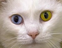 Gato