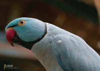 Loro