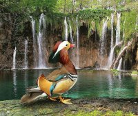 Pato