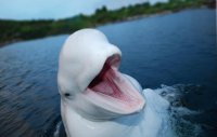 Beluga