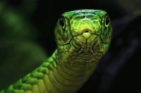 Serpiente