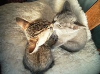 Gatitos