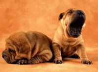 perros