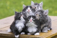 gatitos