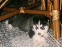 Cachorro husky