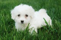 perrito