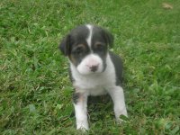 Cachorro