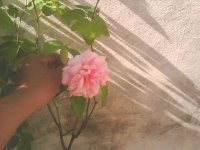 rosa