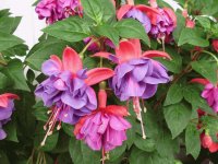 flores