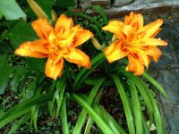 flores