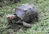 Tartaruga do Parque Ambiental em Baln. Camboriú/SC