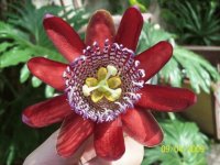 Flor pasionaria
