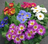 flores
