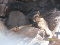 puma