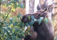moose in front yard