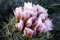 Detalle de Cactus Gymnocalycium