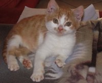 gattino