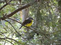 Finch