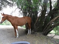 Caballo en la montaña