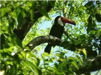 Tucanes en Iguazú