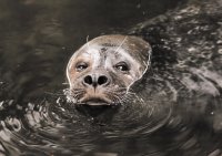 Foca