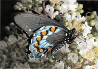 Borboleta