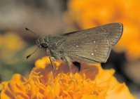 Borboleta