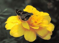 Borboleta