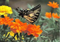Borboleta