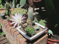 Cactus
