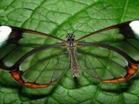 Mariposa