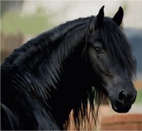 Caballo