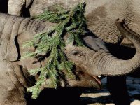 Elefante