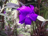 vanflower