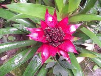 vanflower 2